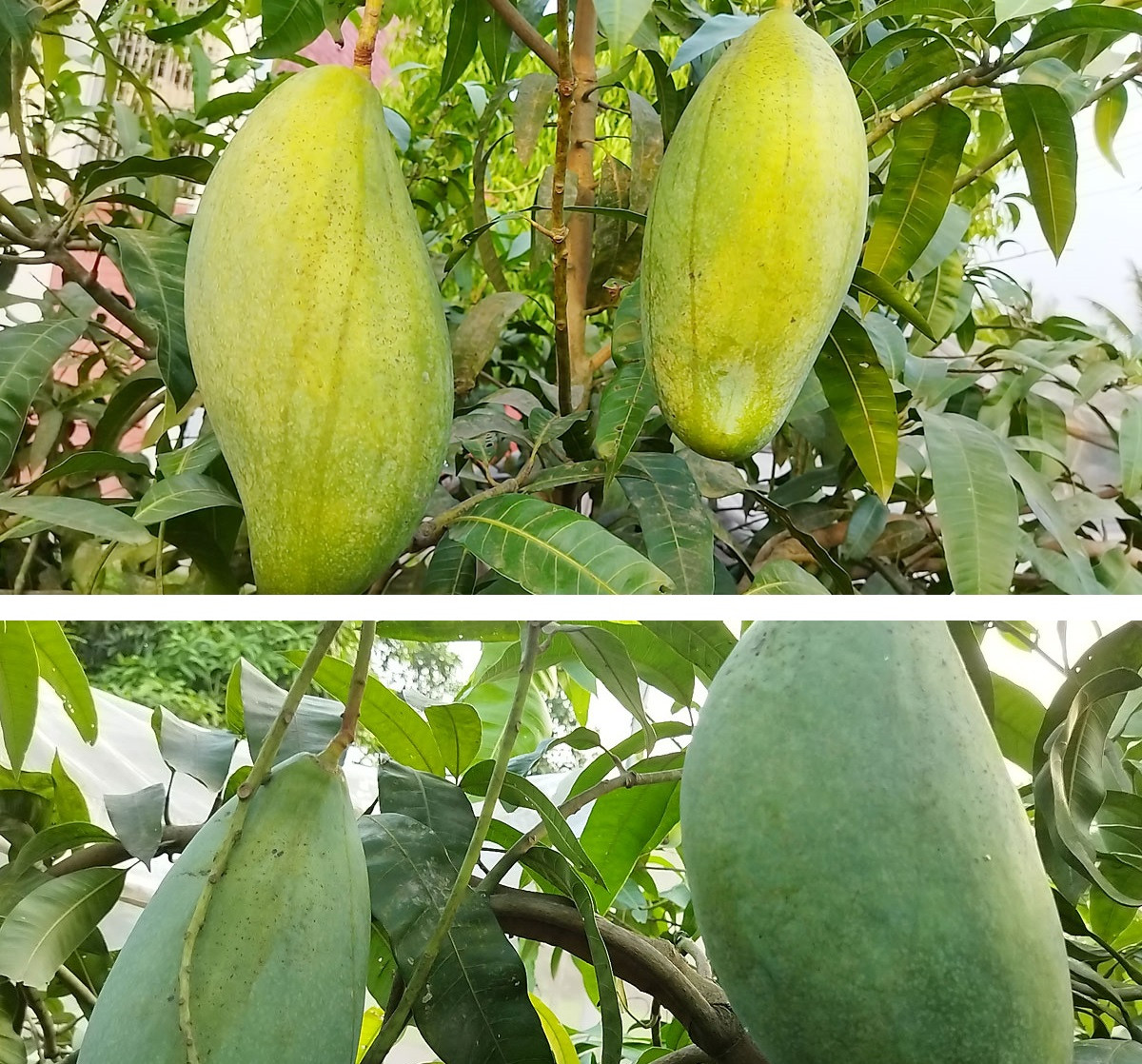 এক আমের ওজন ৫ কেজি!, দেখার জন্য মানুষের ভিড়